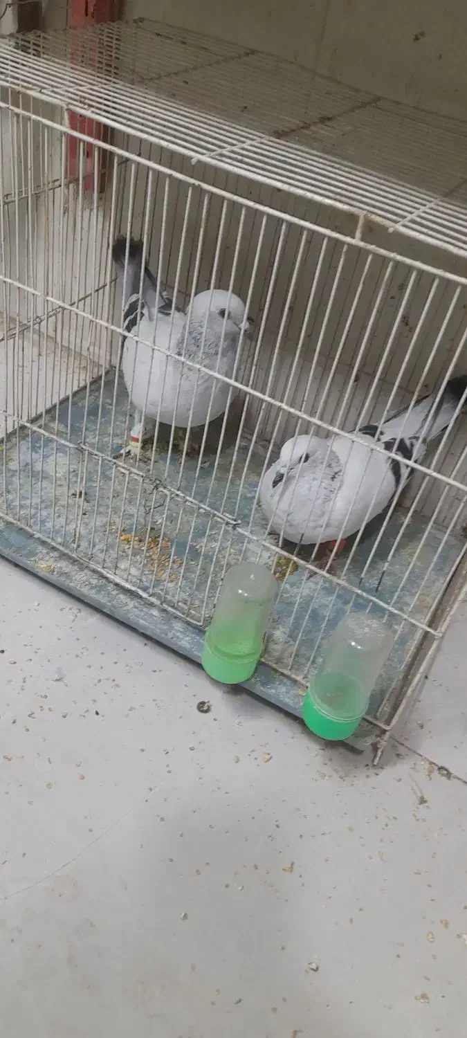 کبوتر شامی. ویک کبوتر بادکنکی|پرنده|مشهد, بهمن|دیوار