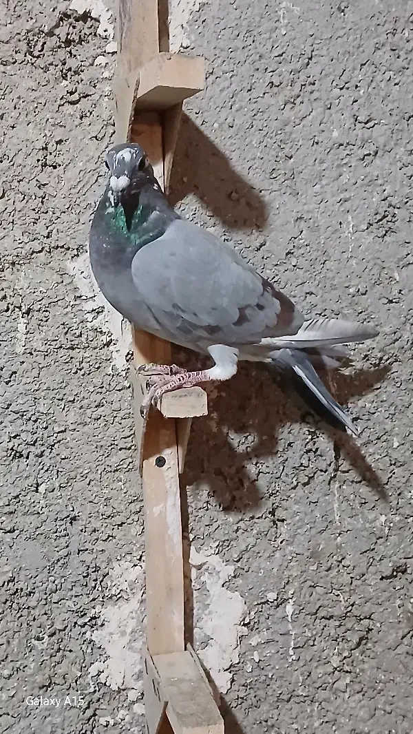 کفتر|پرنده|شیراز, کفترک|دیوار