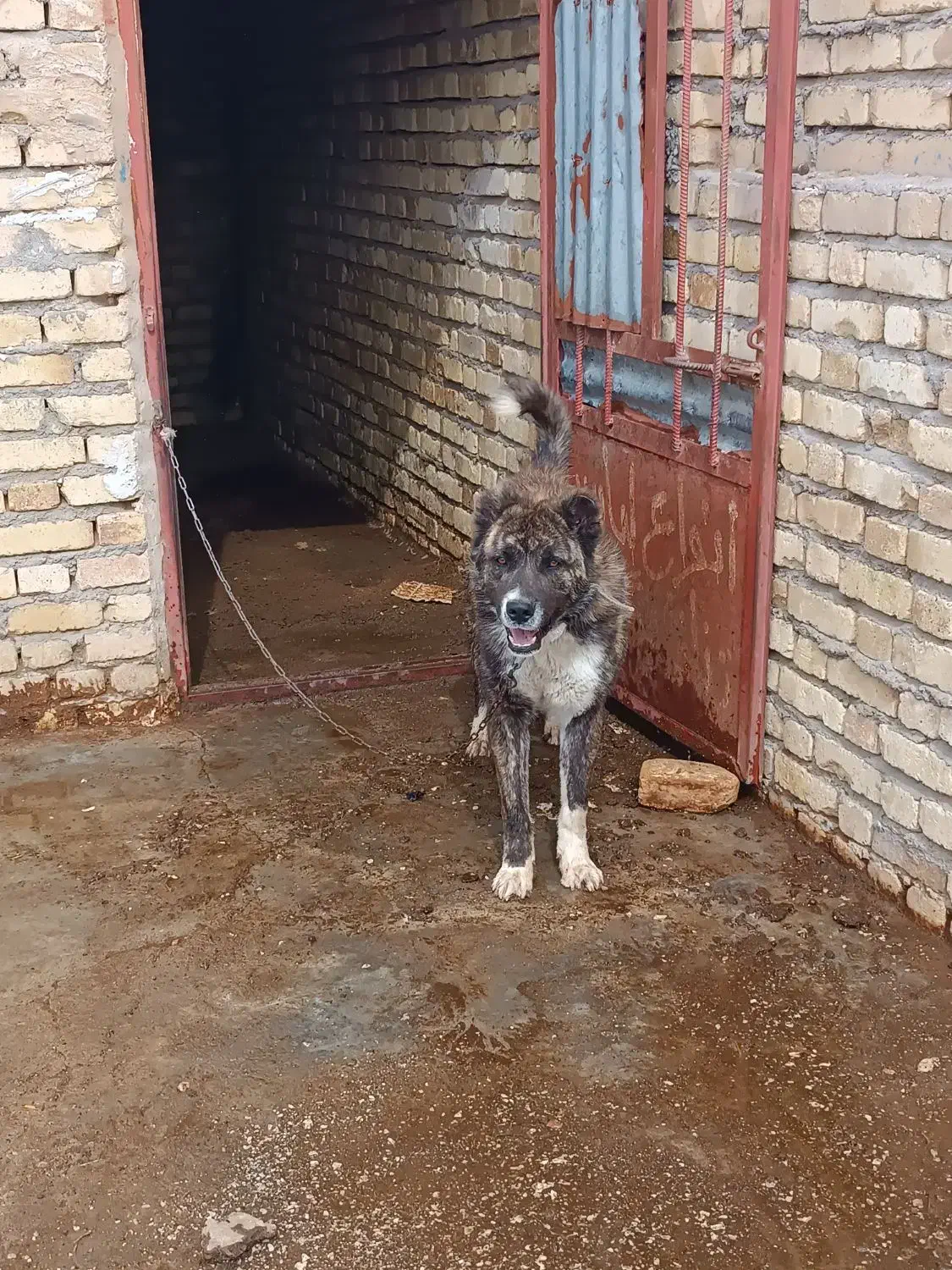 سگ ا|سگ|اراک, |دیوار