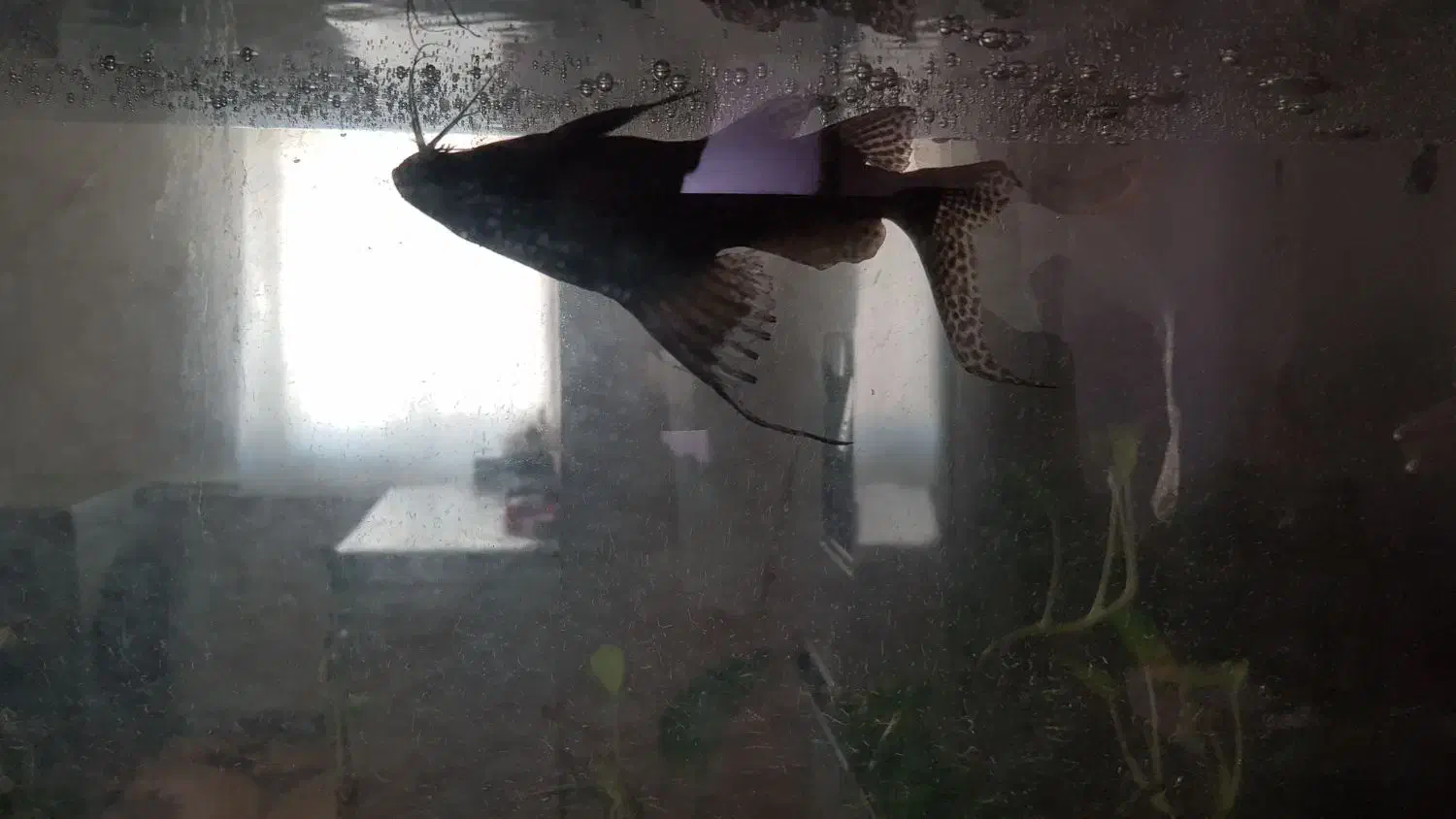 ۴۰ سانتی|ماهی|تاکستان, |دیوار