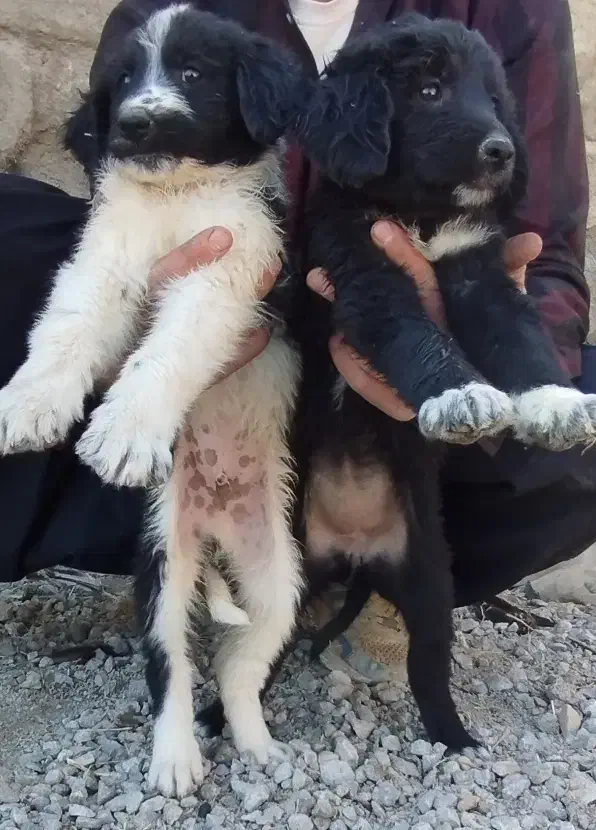 جفت توله نر و ماده قدرجونی قهدریجانی|سگ|ابریشم, |دیوار