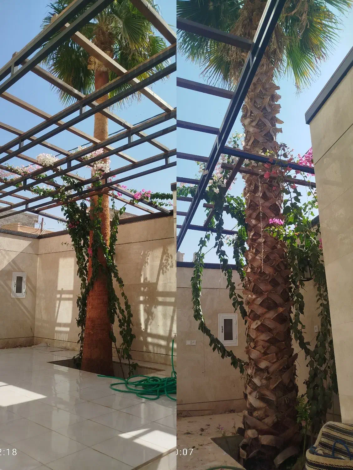 هرس خرمای زینتی (پالم)|خدمات باغبانی و درختکاری|اردکان, |دیوار