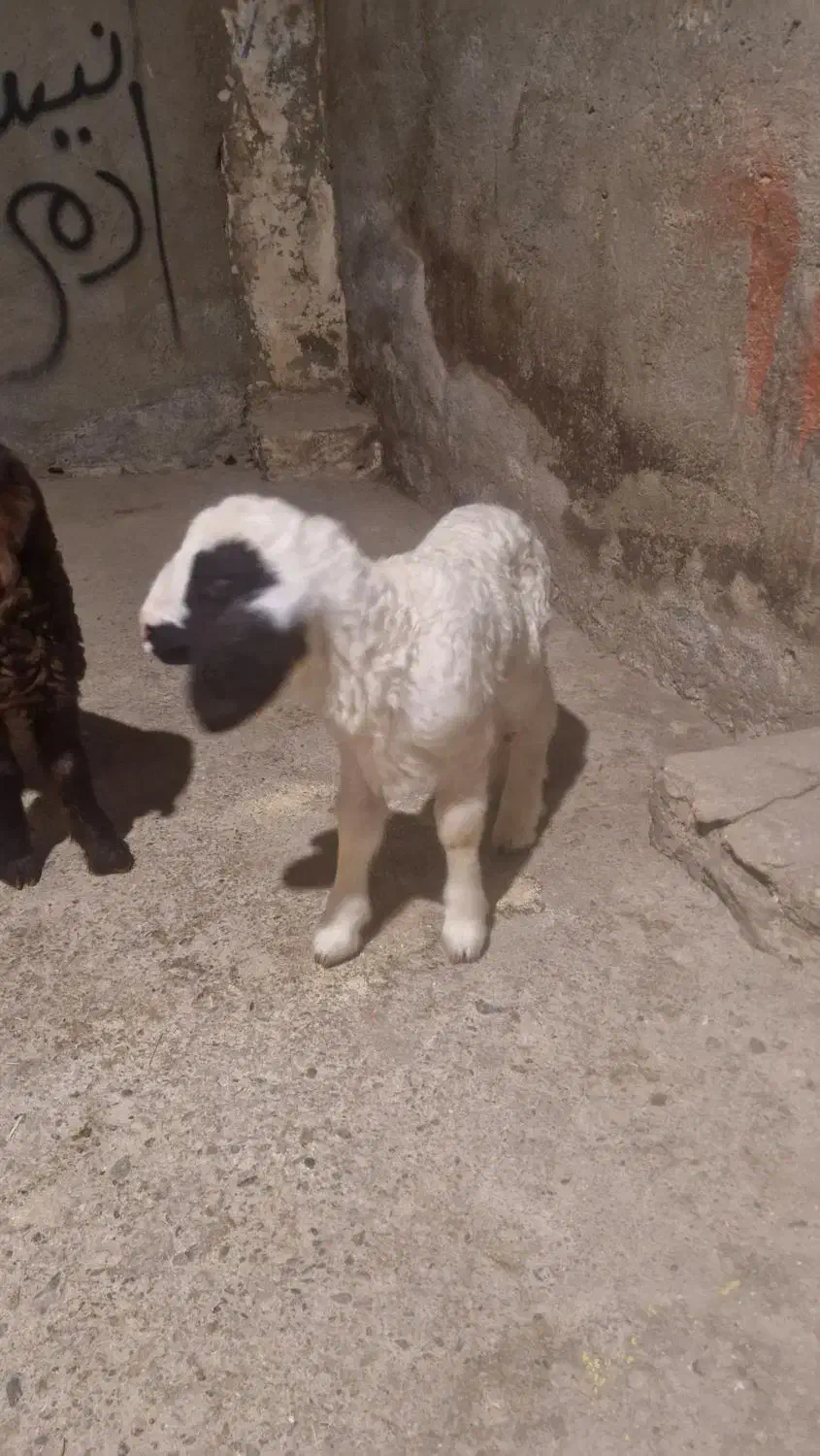 بره شیری در رستم ااباد  کنگاور نر۶و۵۰۰وماده ۶توم|حیوانات مزرعه|کنگاور, |دیوار