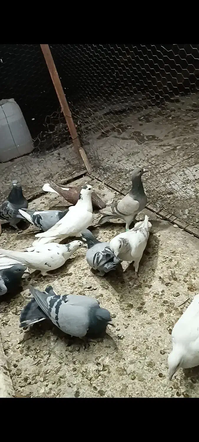 تعداد 11عدد کبوتر|پرنده|لنجان, |دیوار