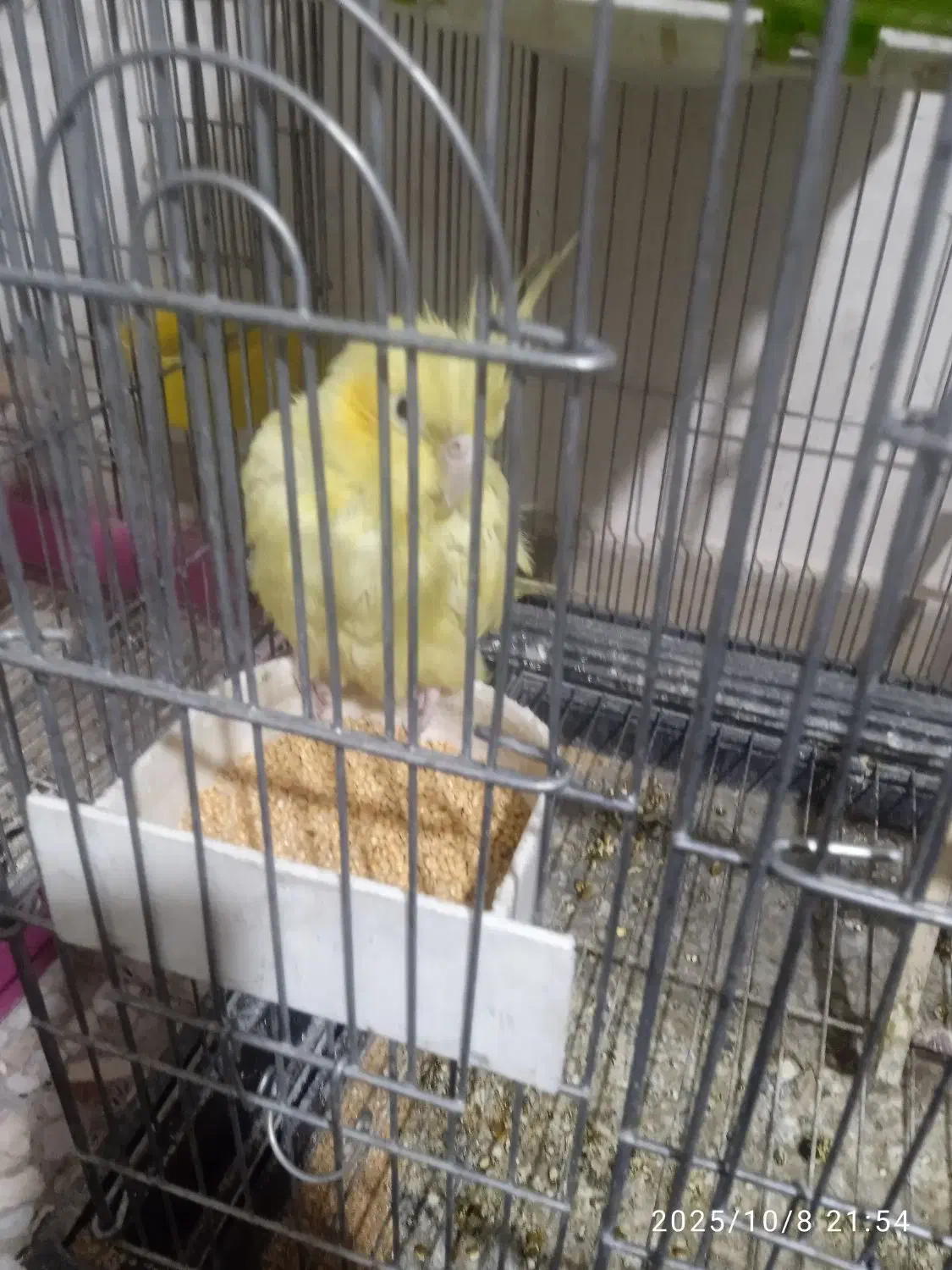 فروش عروس هلندی|پرنده|ری, حمزهآباد|دیوار