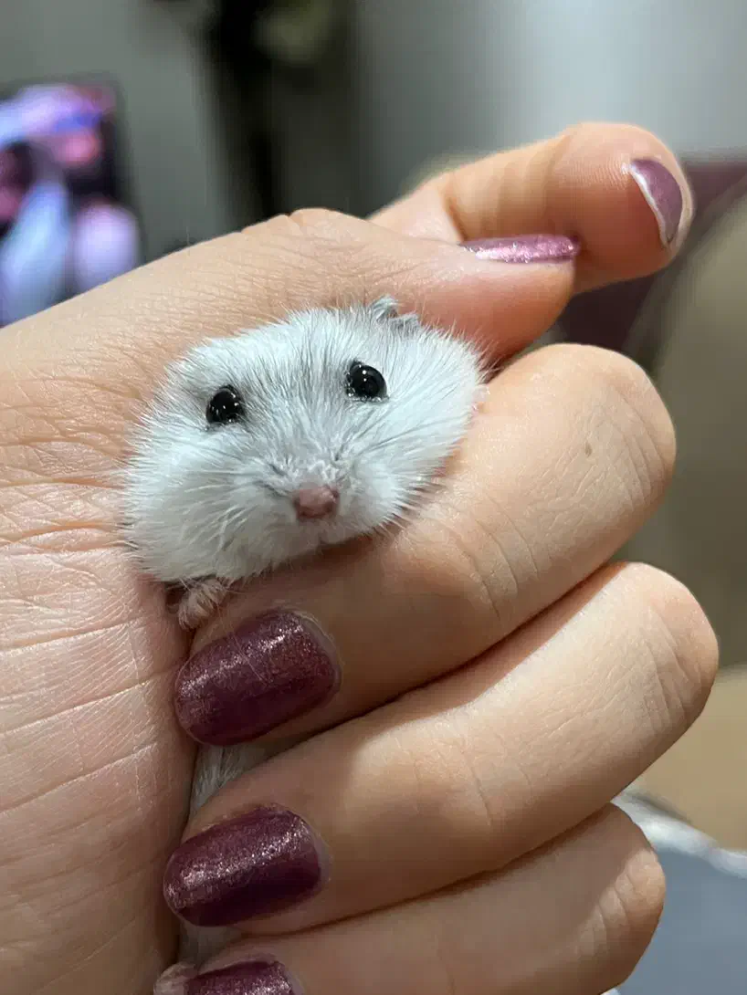 همستر مینیاتوری کمپل|موش و خرگوش|تهران, جنت‌آباد شمالی|دیوار