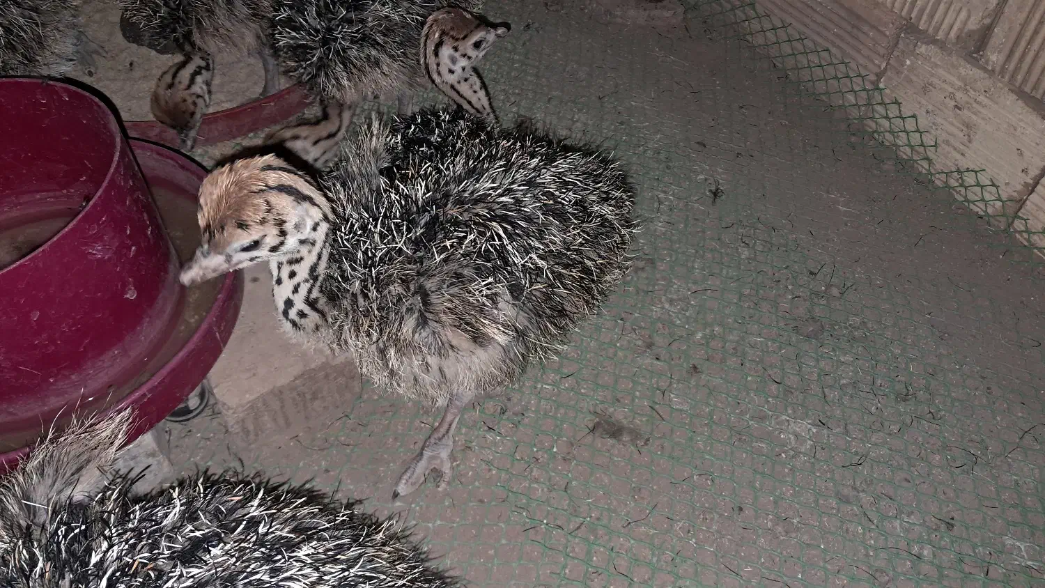 فروش جوجه شترمرغ ۴۰ روزه|حیوانات مزرعه|زرندیه, |دیوار