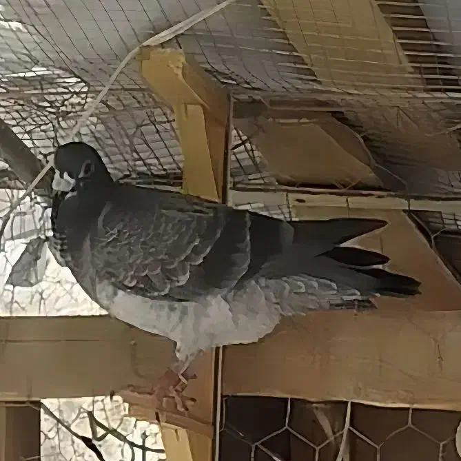 کبوتر گمشده|حیوانات|سبزوار, ایزی شهر|دیوار