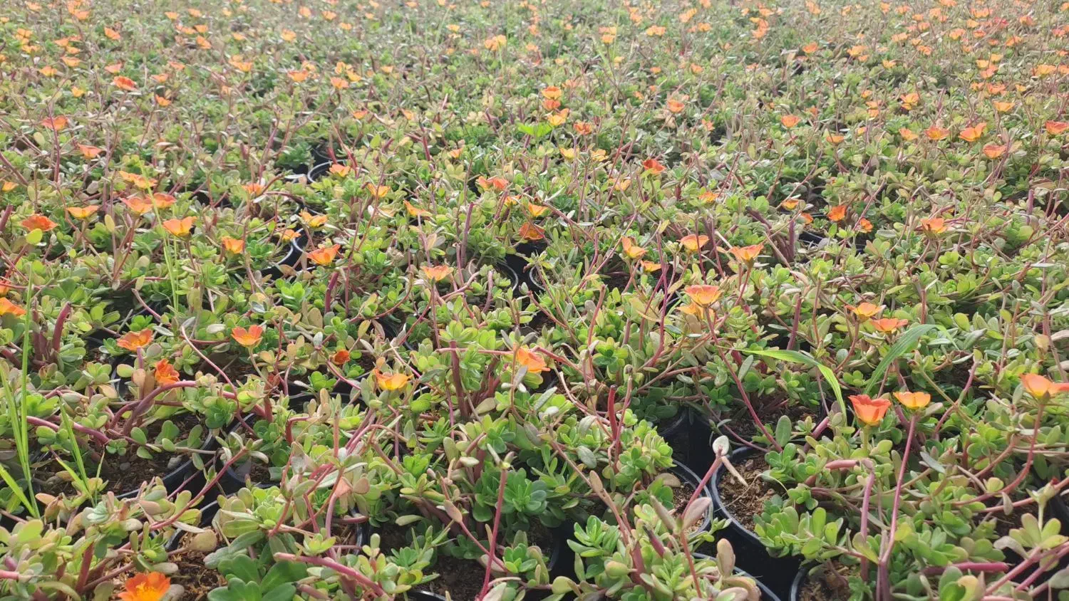 کلیه خدمات فضای سبز|خدمات باغبانی و درختکاری|کیش, |دیوار