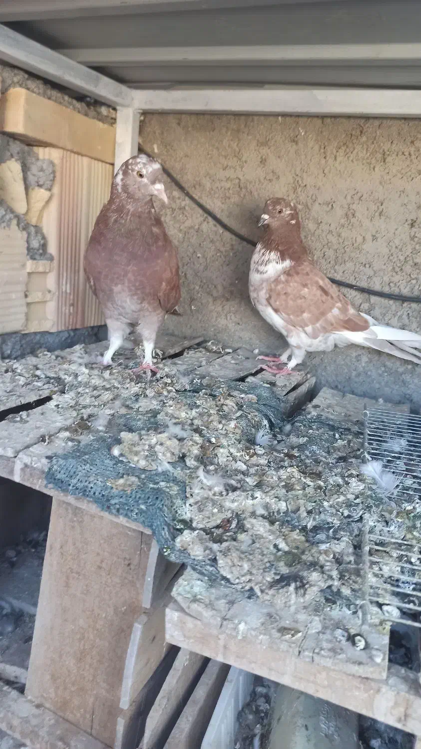 کفترفروشی|پرنده|شاهرود, |دیوار