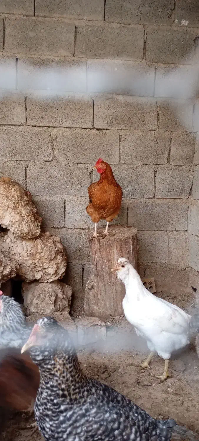 مرغ محلی تخمگذار دونه ۵۰۰|حیوانات مزرعه|بهبهان, |دیوار