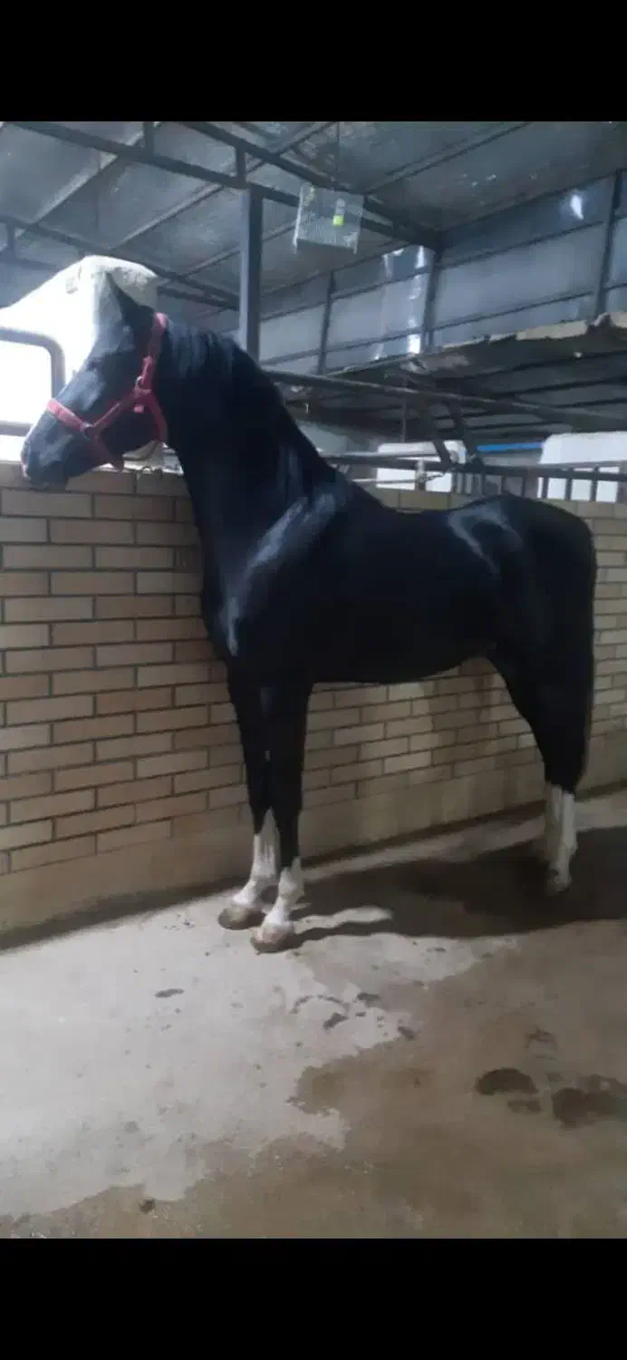 فروش اسب|اسب و تجهیزات اسب‌سواری|شهرضا, |دیوار