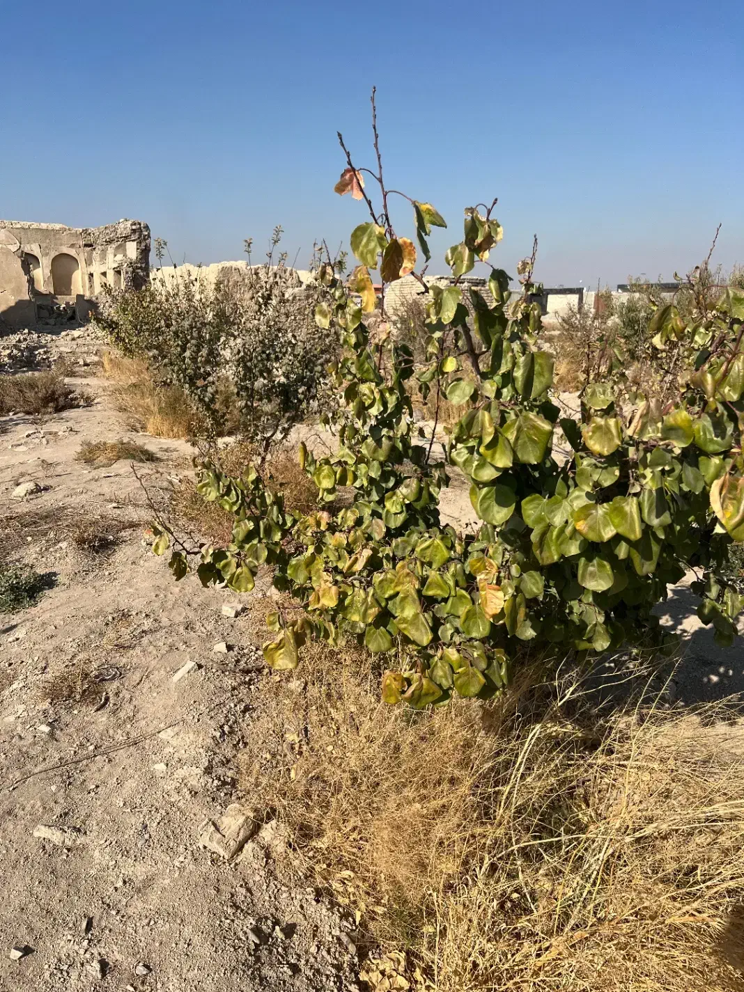 زمین باغی|فروش زمین و ملک کلنگی|شهریار, شهرک شاهد|دیوار