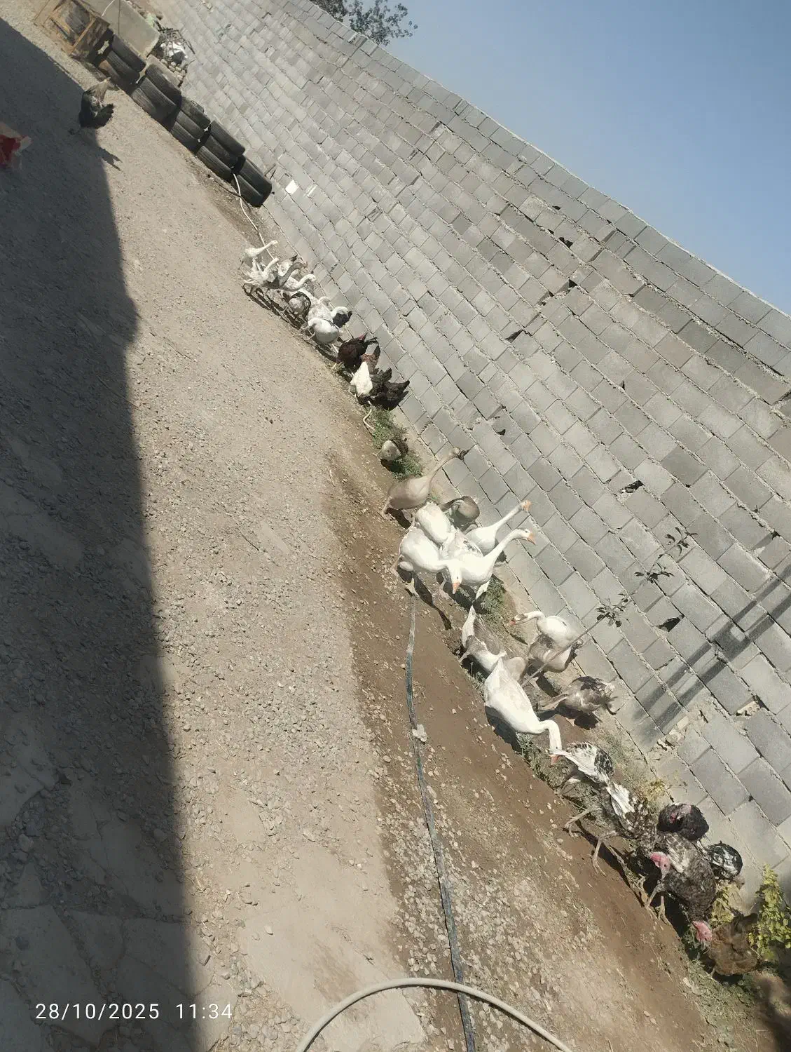 3عدد غاز 5ماهه و8عدد جوجه غوغاز 20روزه|حیوانات مزرعه|چناران, |دیوار