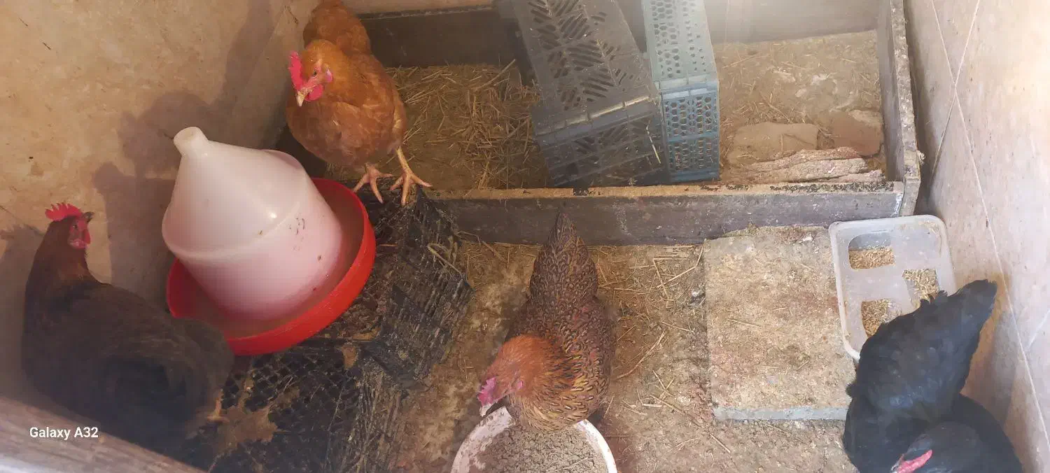 مرغ|حیوانات مزرعه|قم, سراجه (۱۵ خرداد)|دیوار