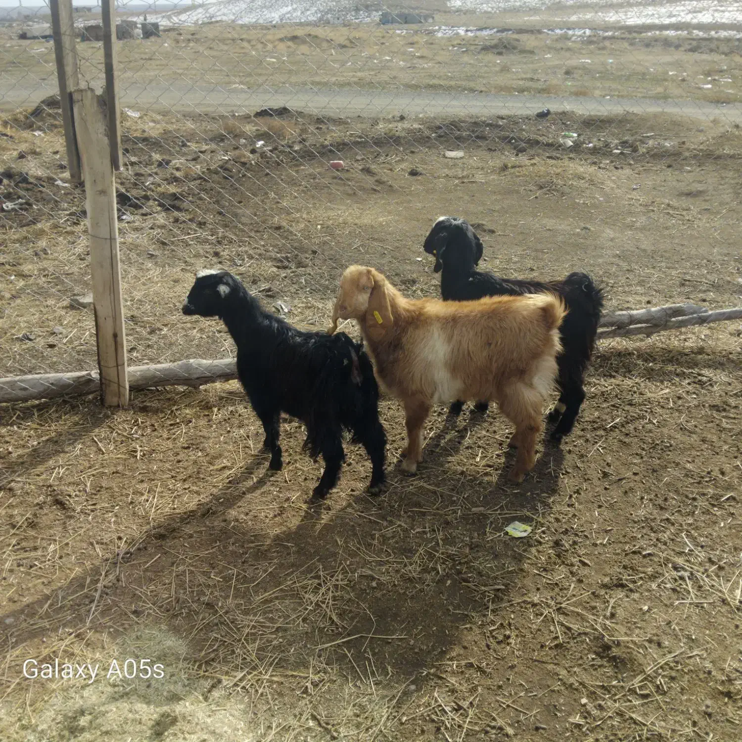 بزغاله|حیوانات مزرعه|انزل, |دیوار