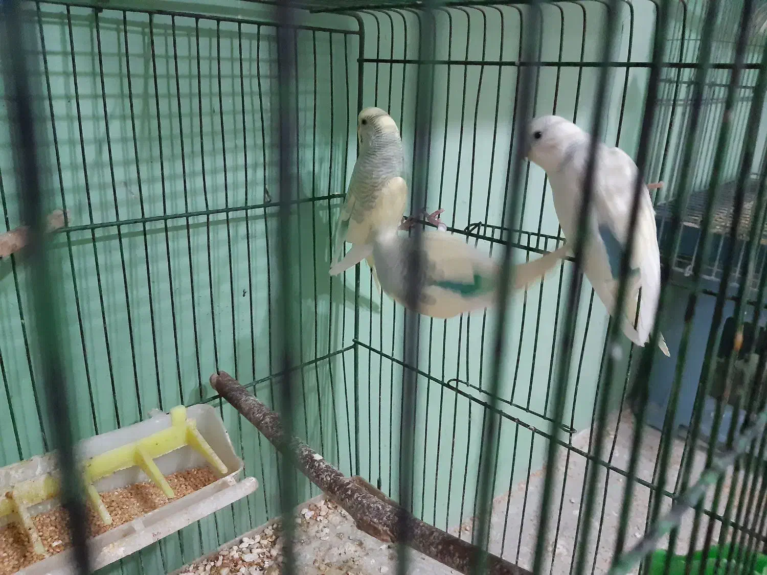 یک جفت مرغ عشق مولد آبرنگی با یک بچه|پرنده|قزوین, |دیوار