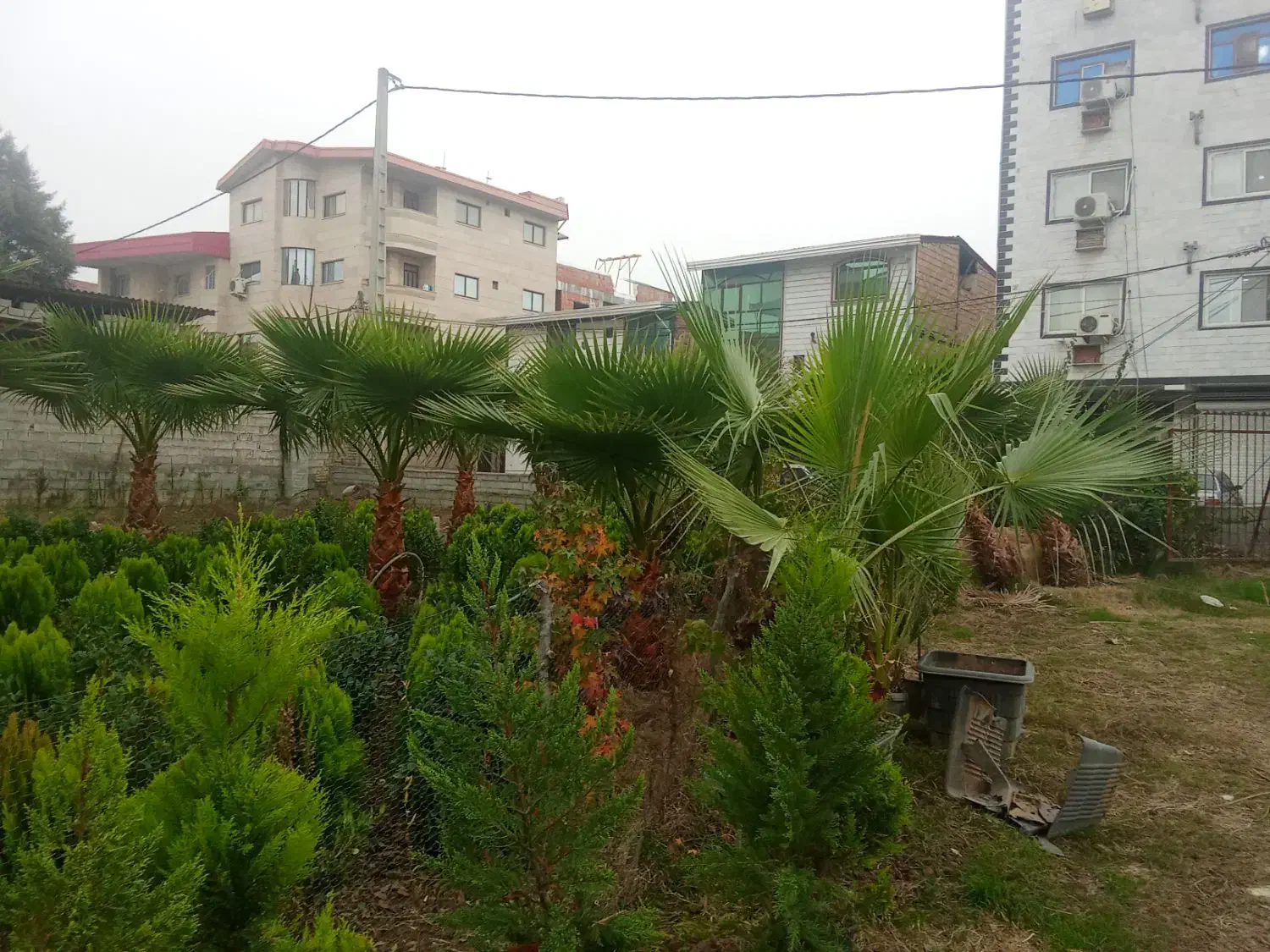 درختچه تزیینی زیبای پالم مخصوص ویلا باغ|گل و گیاه طبیعی|ساری, |دیوار