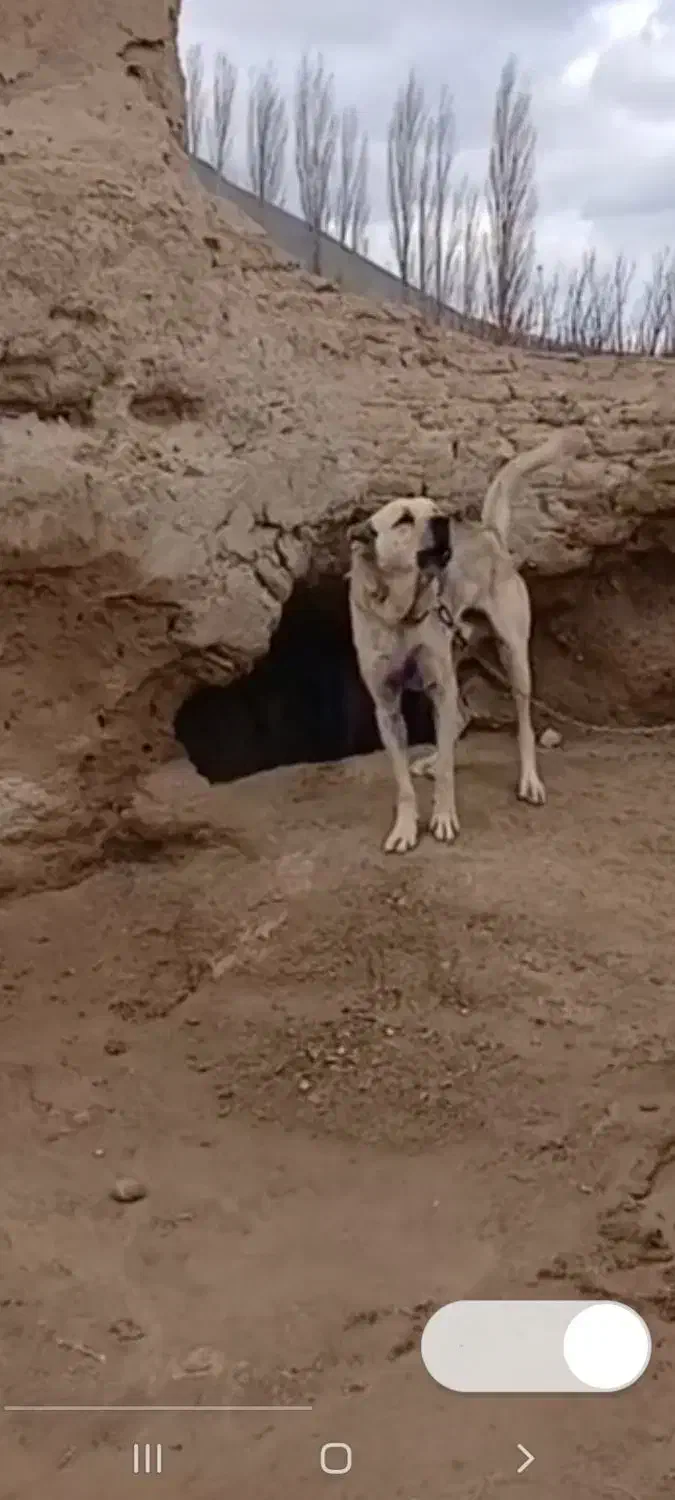 واگذاری توله سرابی سروکله دار|سگ|ساوه, |دیوار