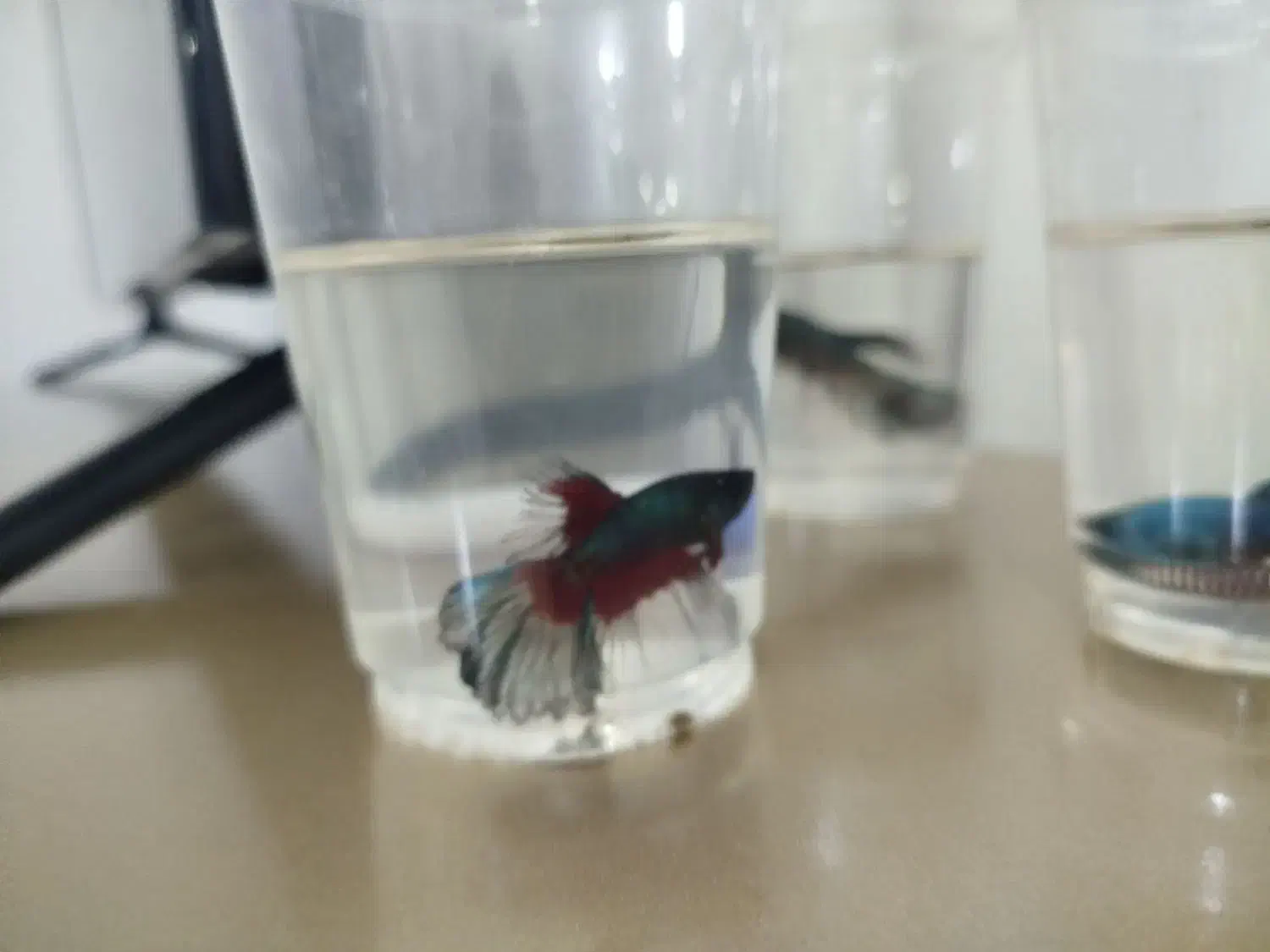 فروش ماهی زینتی|ماهی|دهلران, |دیوار