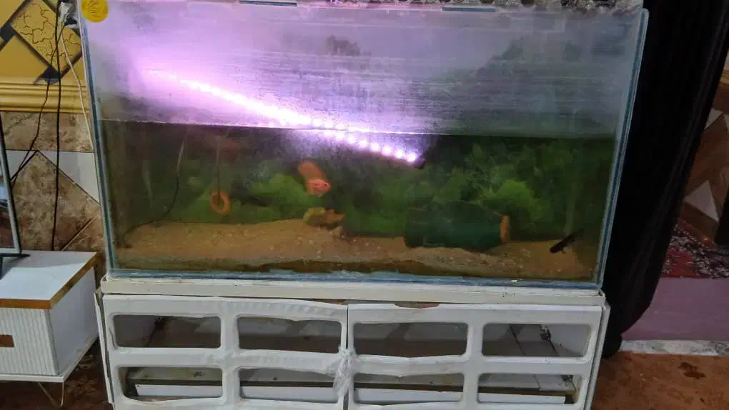 اکواریوم با وسایل کامل|ماهی|اهواز, کوی مندلی(سه راه خرمشهر)|دیوار