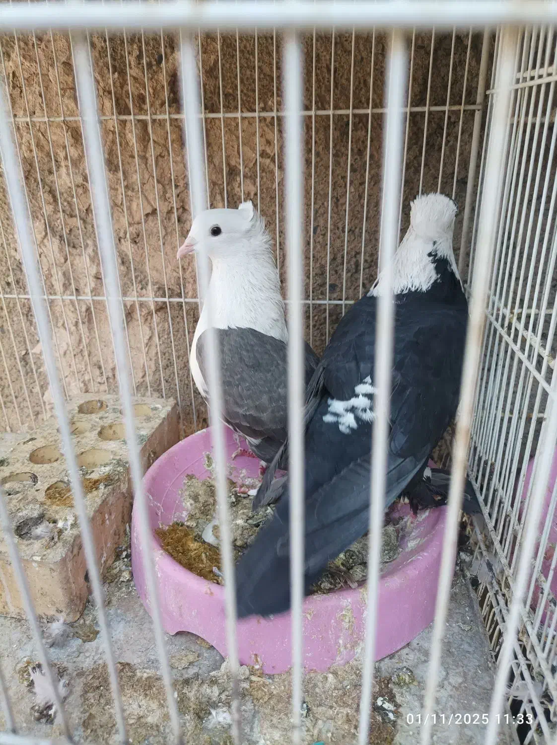 کبوتر پرش جفتگاهی|پرنده|نیشابور, شهید بهشتی|دیوار