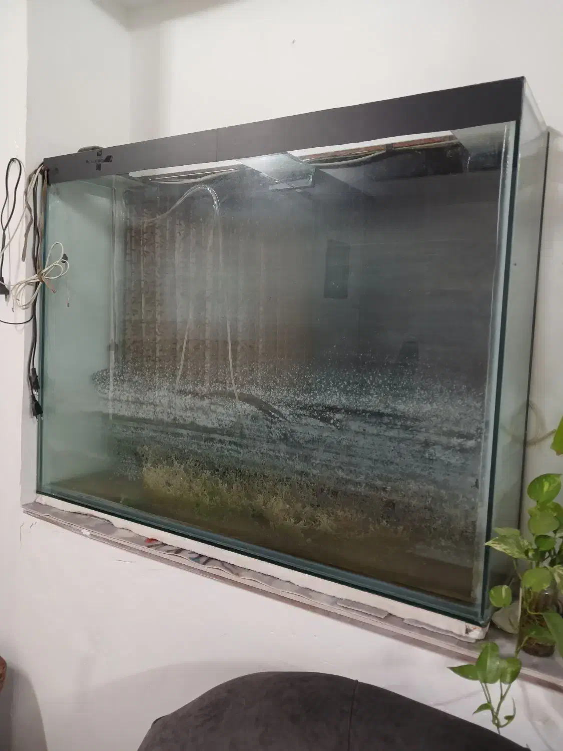 آکواریوم|ماهی|لنگرود, |دیوار