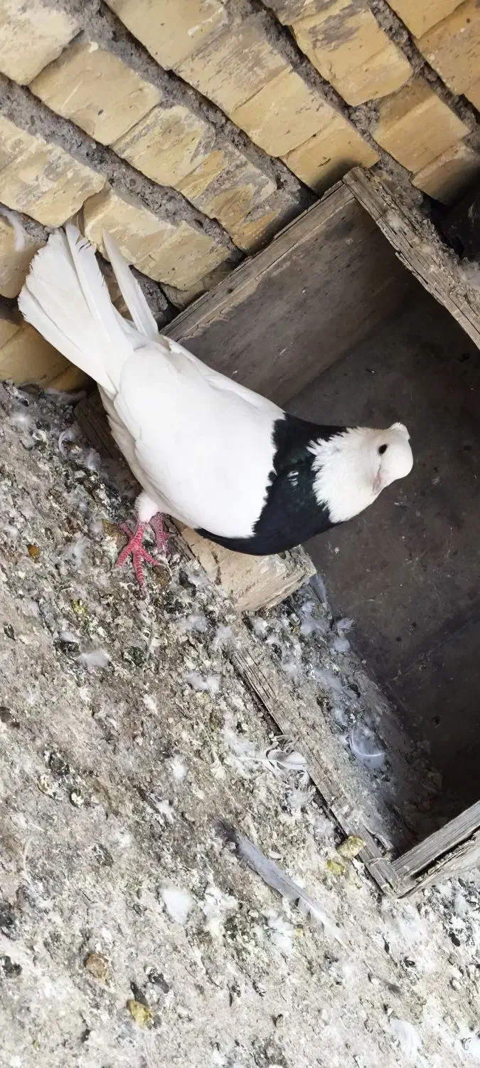 کبوتر|پرنده|خرمشهر, |دیوار