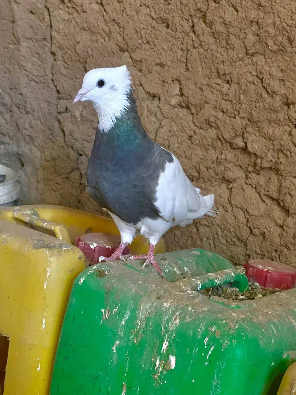 طوقی اجوری ماده|پرنده|تربت‌حیدریه, جانبازان|دیوار