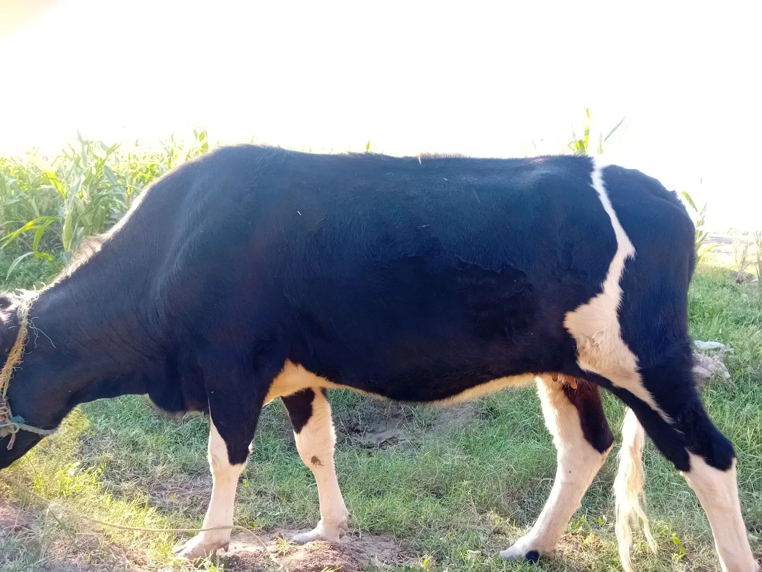 گاو7ماهه آبستن با گوساله نر155میلیون|حیوانات مزرعه|ارزوئیه, |دیوار