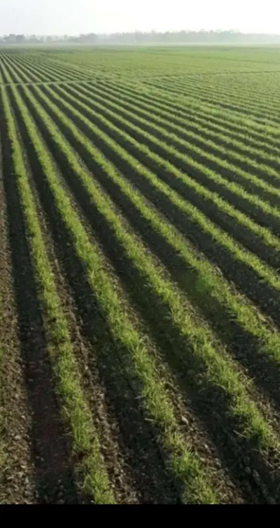 اجاره زمین کشت آزاد|اجارهٔ دفتر صنعتی، کشاورزی، تجاری|پارس‌آباد, |دیوار