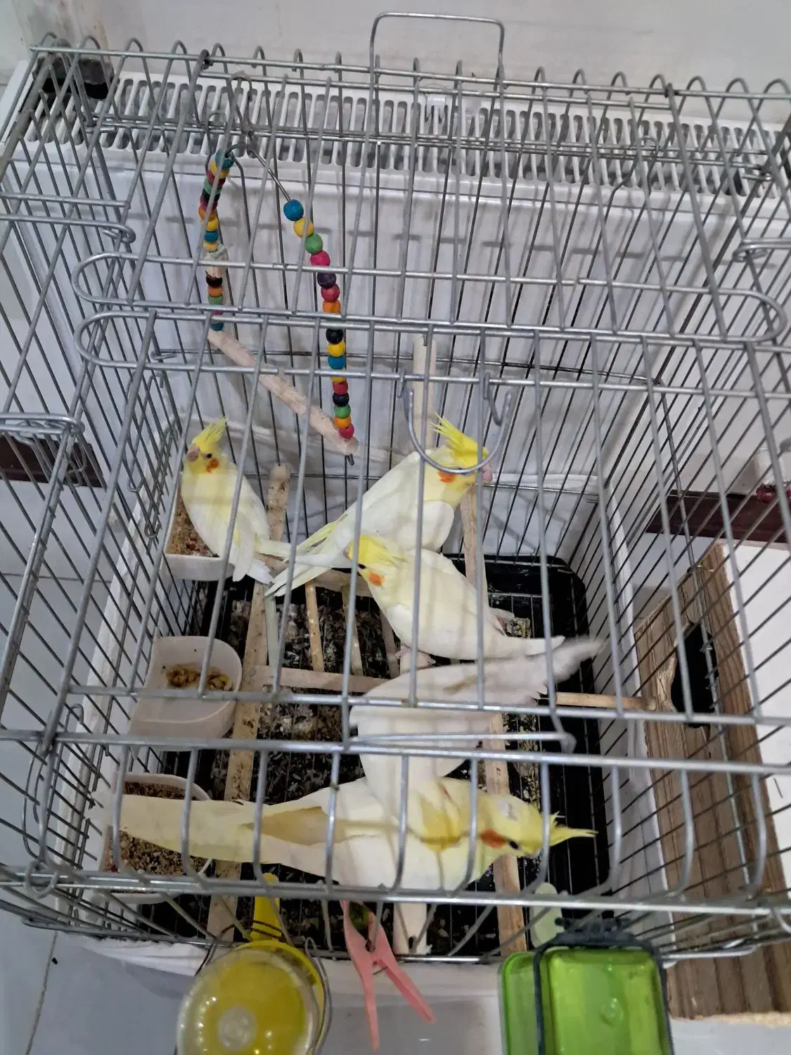 عروس هلندی مولد|پرنده|رودهن, |دیوار