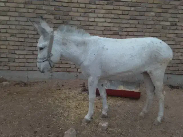 اخلاق جوان ماده|حیوانات مزرعه|بیستون, |دیوار