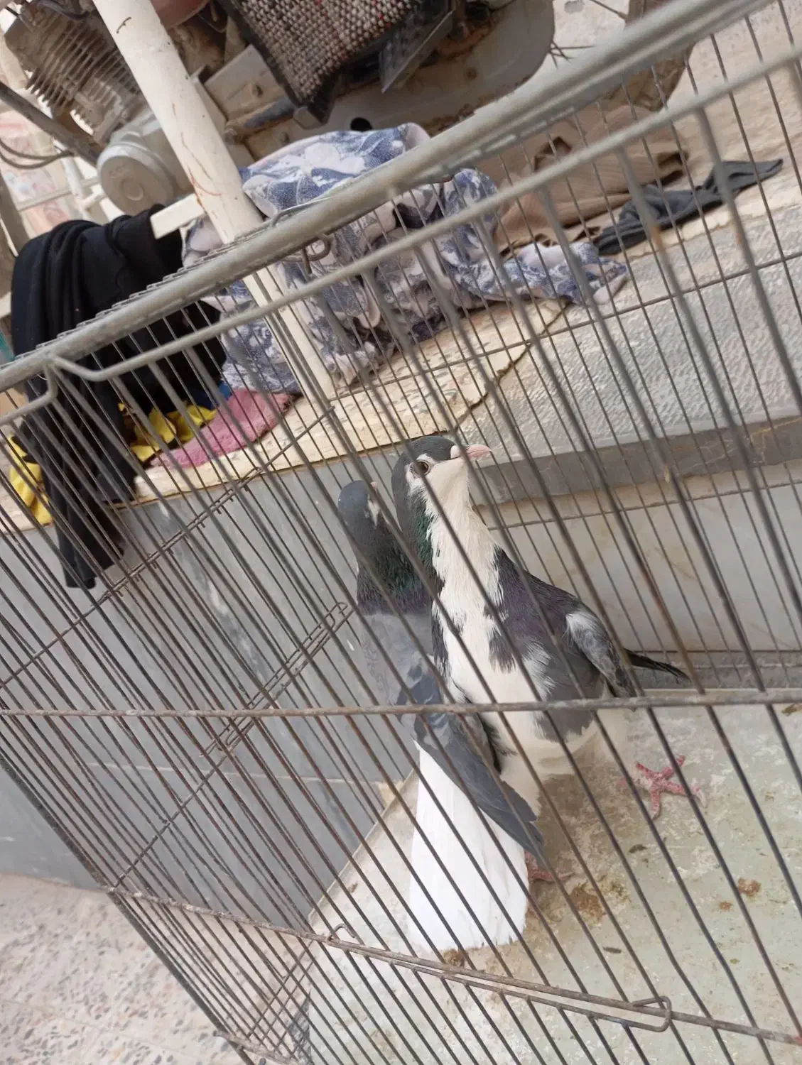 کفتر دمگیر|پرنده|خمینی‌شهر, |دیوار