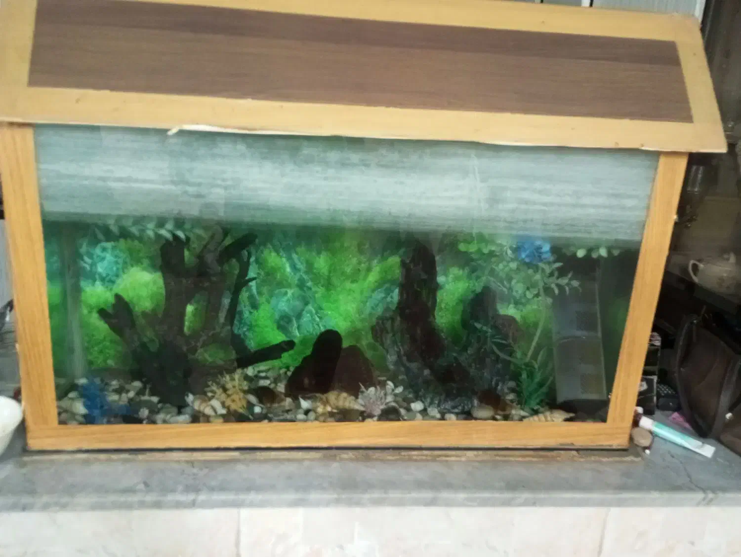 اکواریوم|ماهی|بیرجند, |دیوار