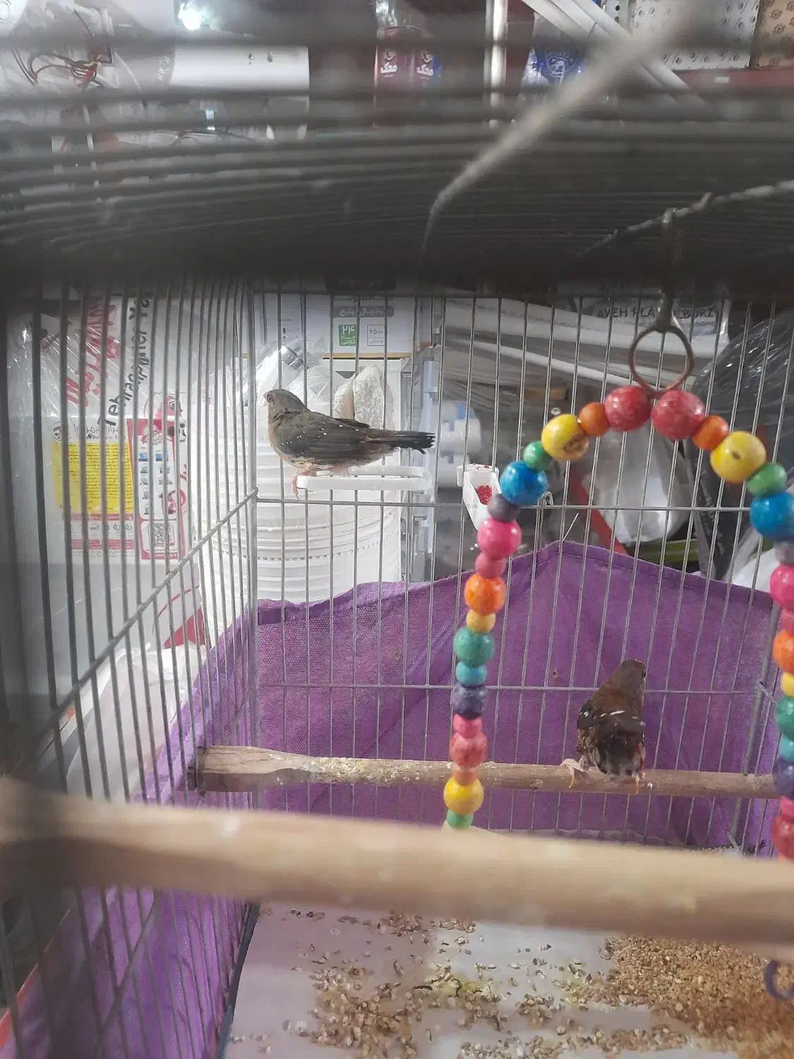 دو عدد فنچ توت فرنگی مولد|پرنده|کرج, برغان|دیوار