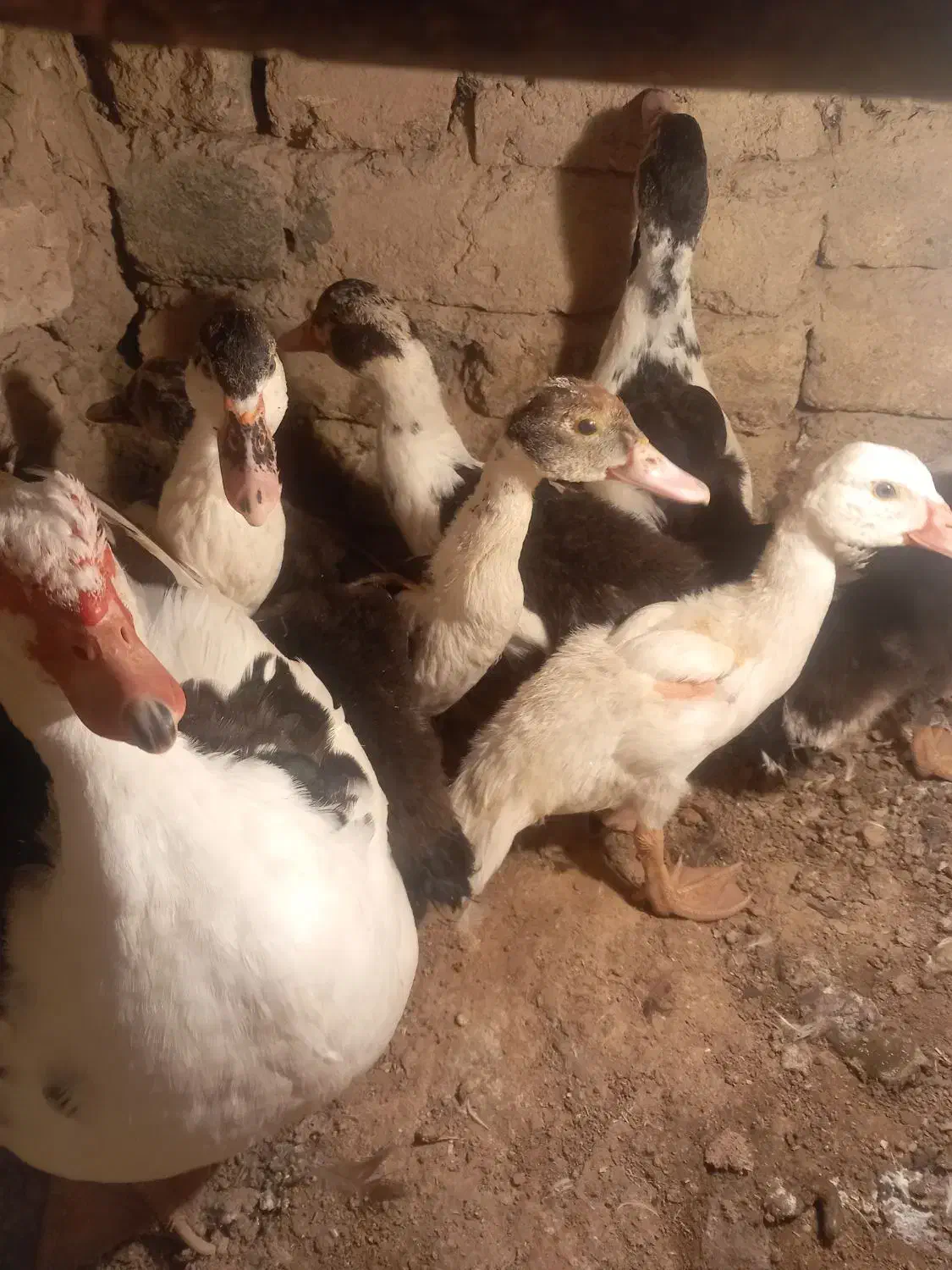 اردک های اسرائیلی کوچک و بزرگ|حیوانات مزرعه|قیدار, |دیوار