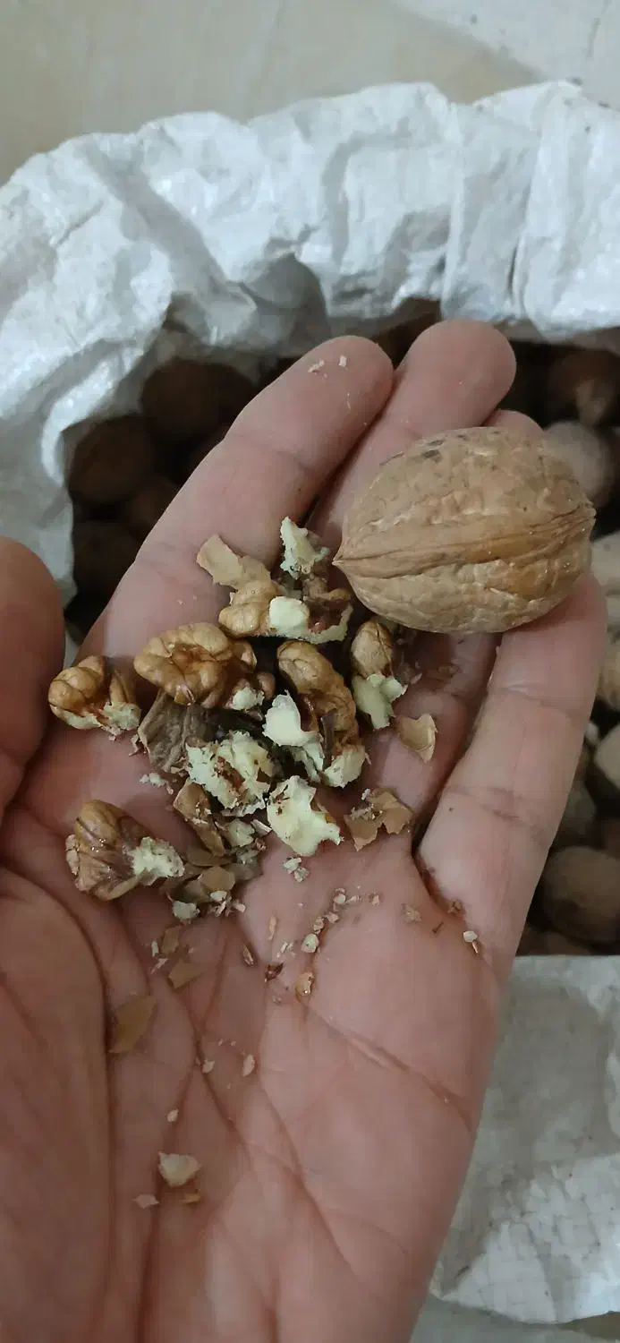 گردوی تازه امسال|خوردنی و آشامیدنی|اشنویه, |دیوار