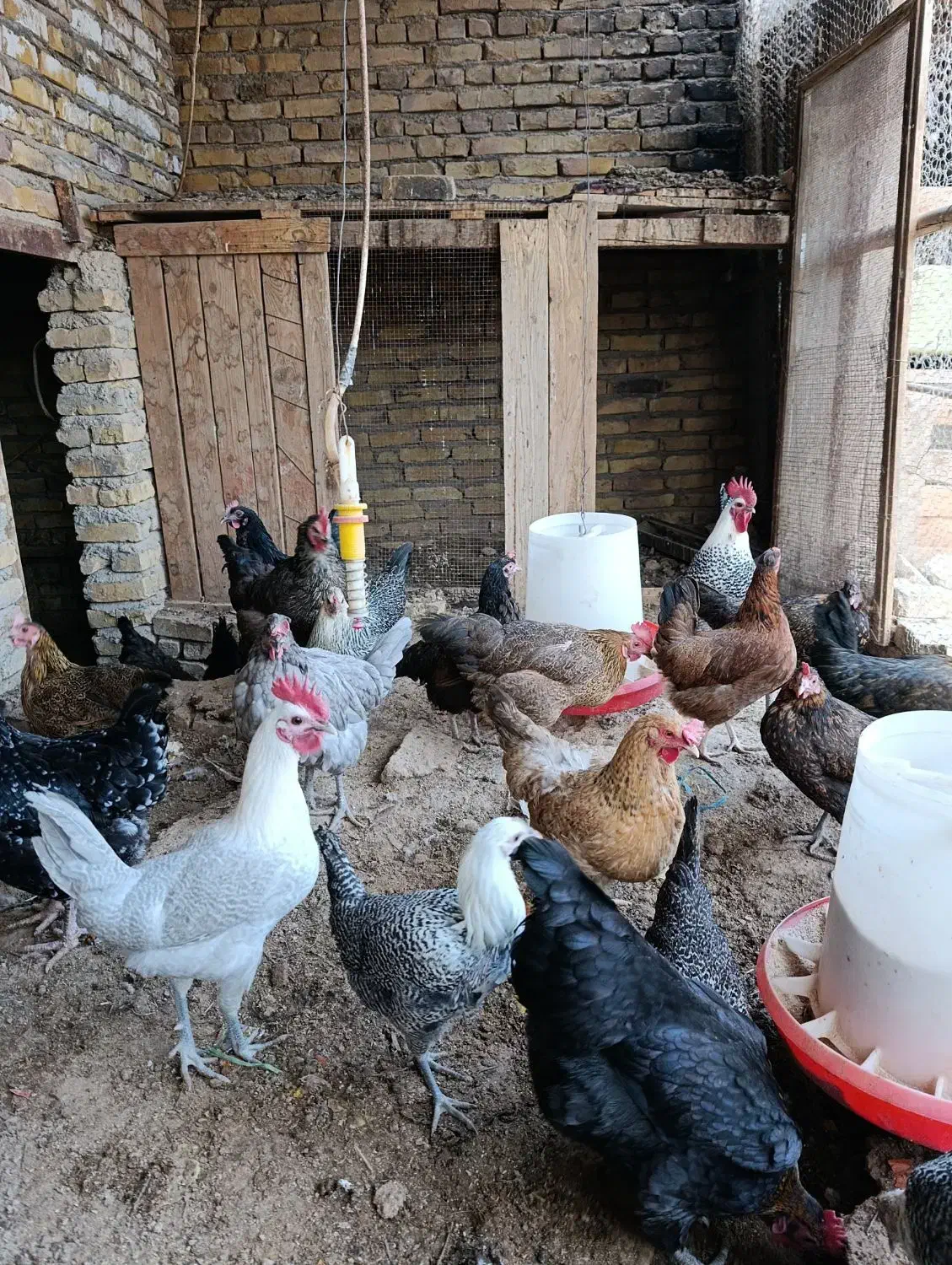 فروش مرغ وخروس|حیوانات مزرعه|اردکان, |دیوار