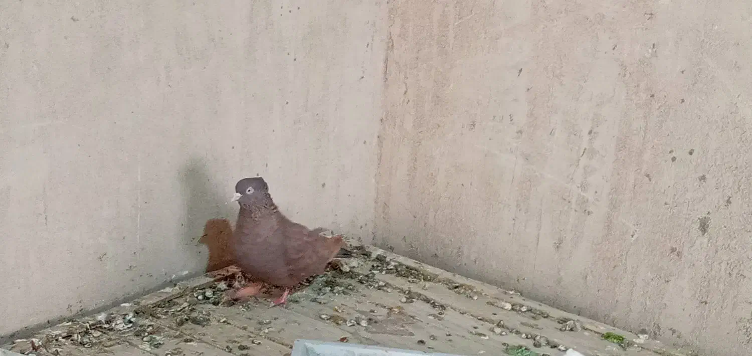 کبوتر|پرنده|مبارکه, |دیوار
