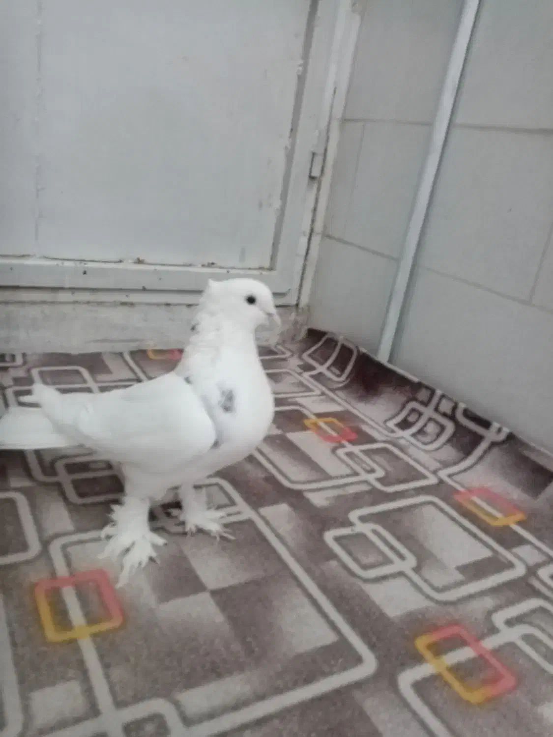 کفتر|پرنده|مهریز, |دیوار