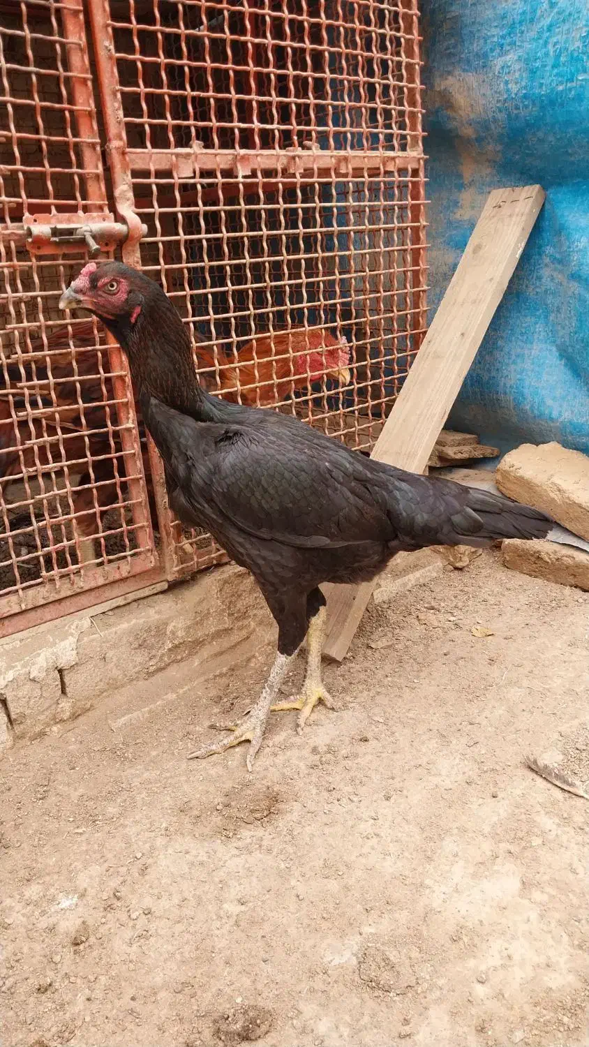 مرغ لاری|حیوانات مزرعه|صوفیان, |دیوار