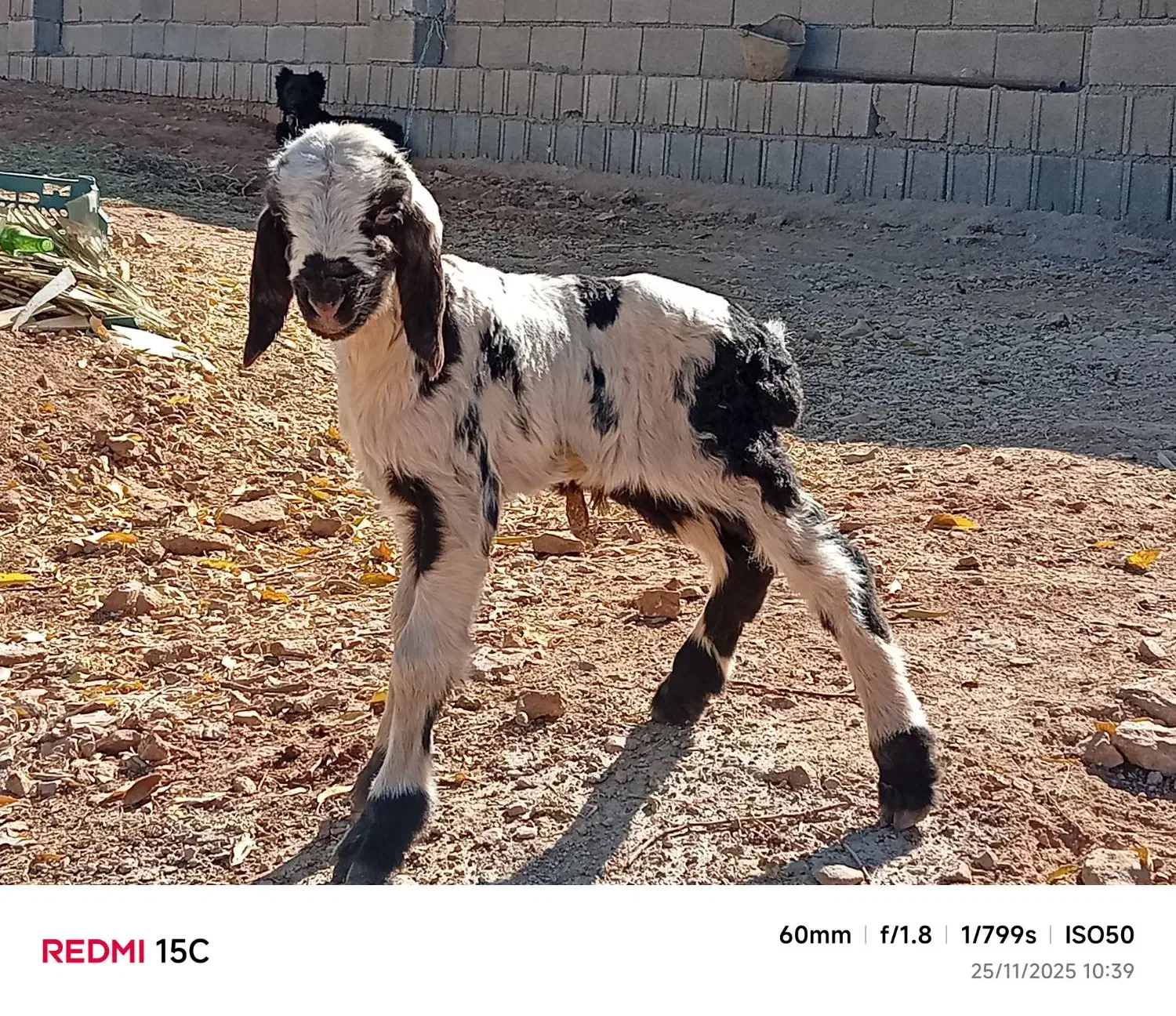 میش بره بز کهره (آریسان۲)|حیوانات مزرعه|شیراز, قلات|دیوار