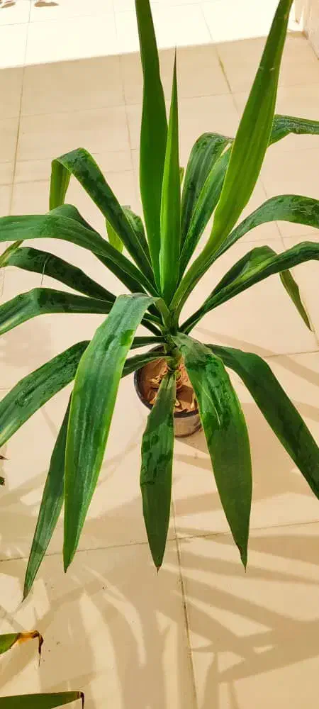 فروش گل و گیاه طبیعی|گل و گیاه طبیعی|جهرم, |دیوار