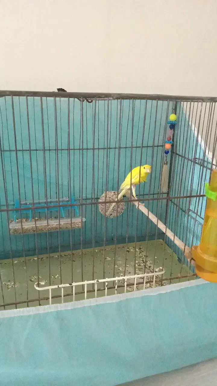 قناری|پرنده|قرچک, زیبا شهر|دیوار