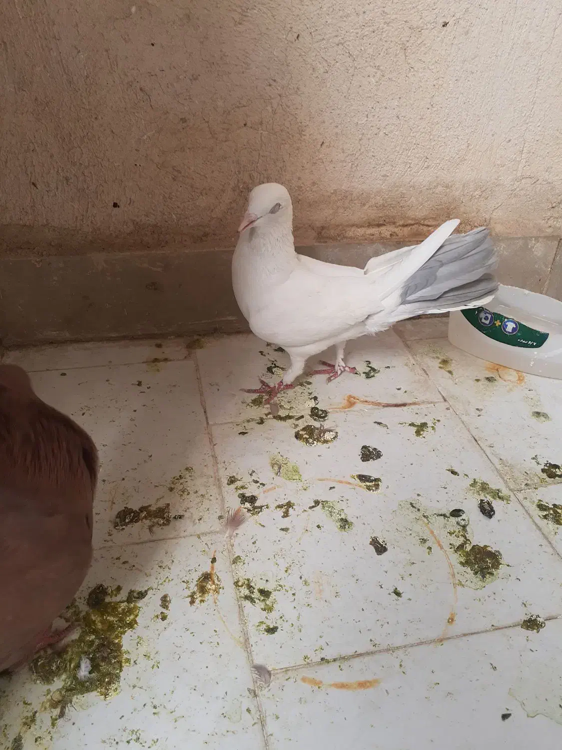 کبوتر،کفتر|پرنده|شهریار, یوسف آباد صیرفی|دیوار