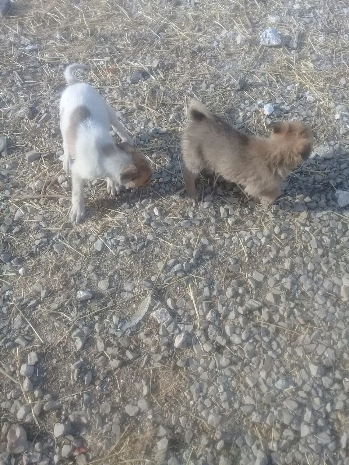 توله سگ|سگ|ماهیدشت, |دیوار