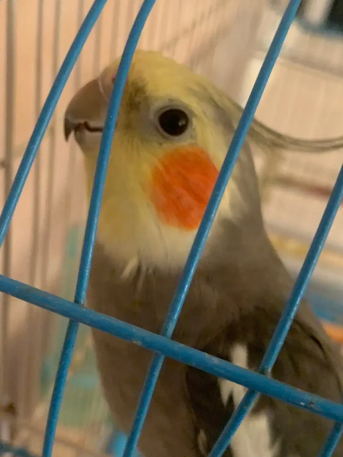 عروس هلندی|پرنده|بندر دیر, |دیوار