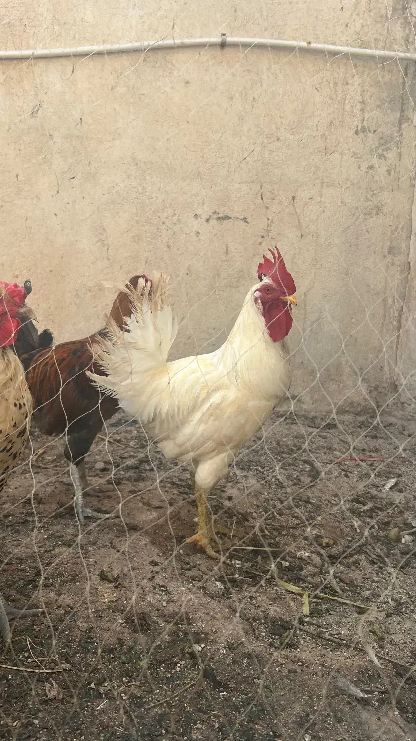 خروس و مرغ تخمگذار|حیوانات مزرعه|بندر دیر, |دیوار