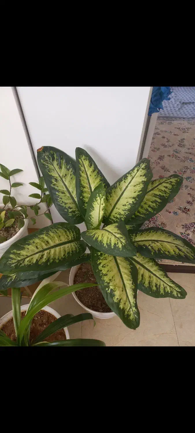 کفش  نیه گل|کیف، کفش، کمربند|سنندج, |دیوار